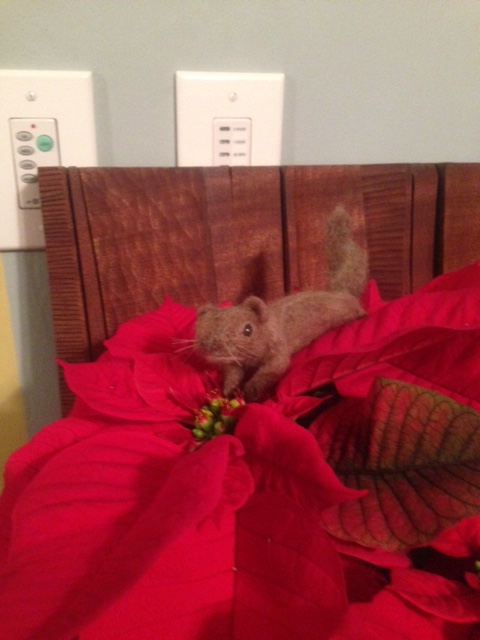 Holiday Squirrel at Home