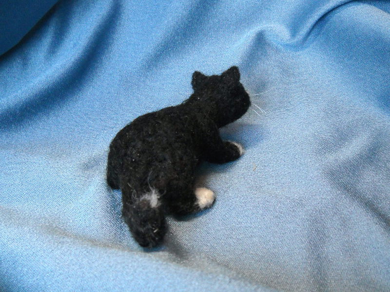 Delta Tuxedo Kitten