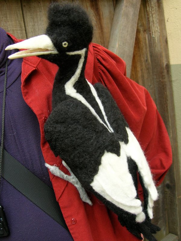 Ivory-billed Woodpecker Baby: “Butch”