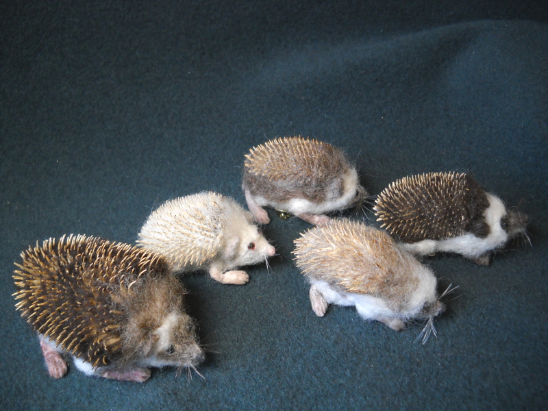 Hedgehog Experiments