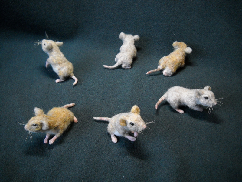 Mouse Litter 19 – All Grasshopper Mice