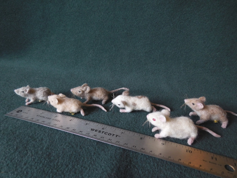 Mouse Litter 20 – The Mini Mousies