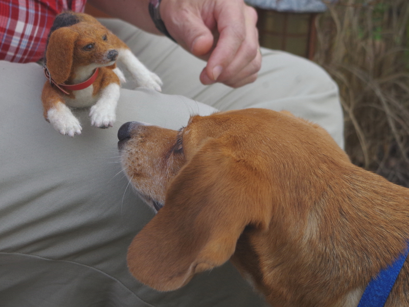 Lily-feltie Meets Lily-beagle
