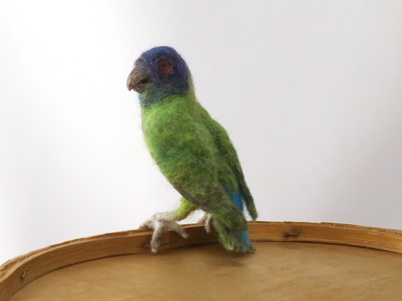 Geelvink Pygmy Parrot