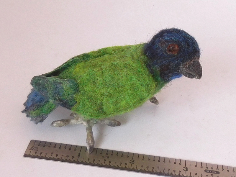 Geelvink Pygmy Parrot 2