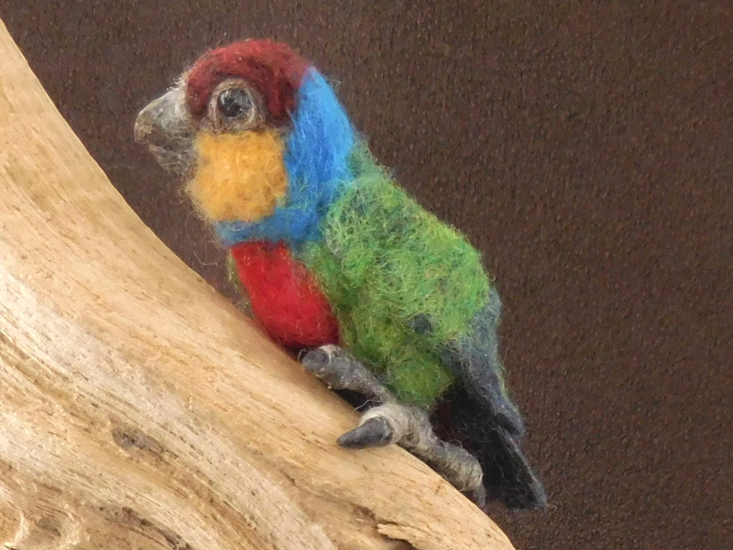 Red-breasted Pygmy Parrot 4