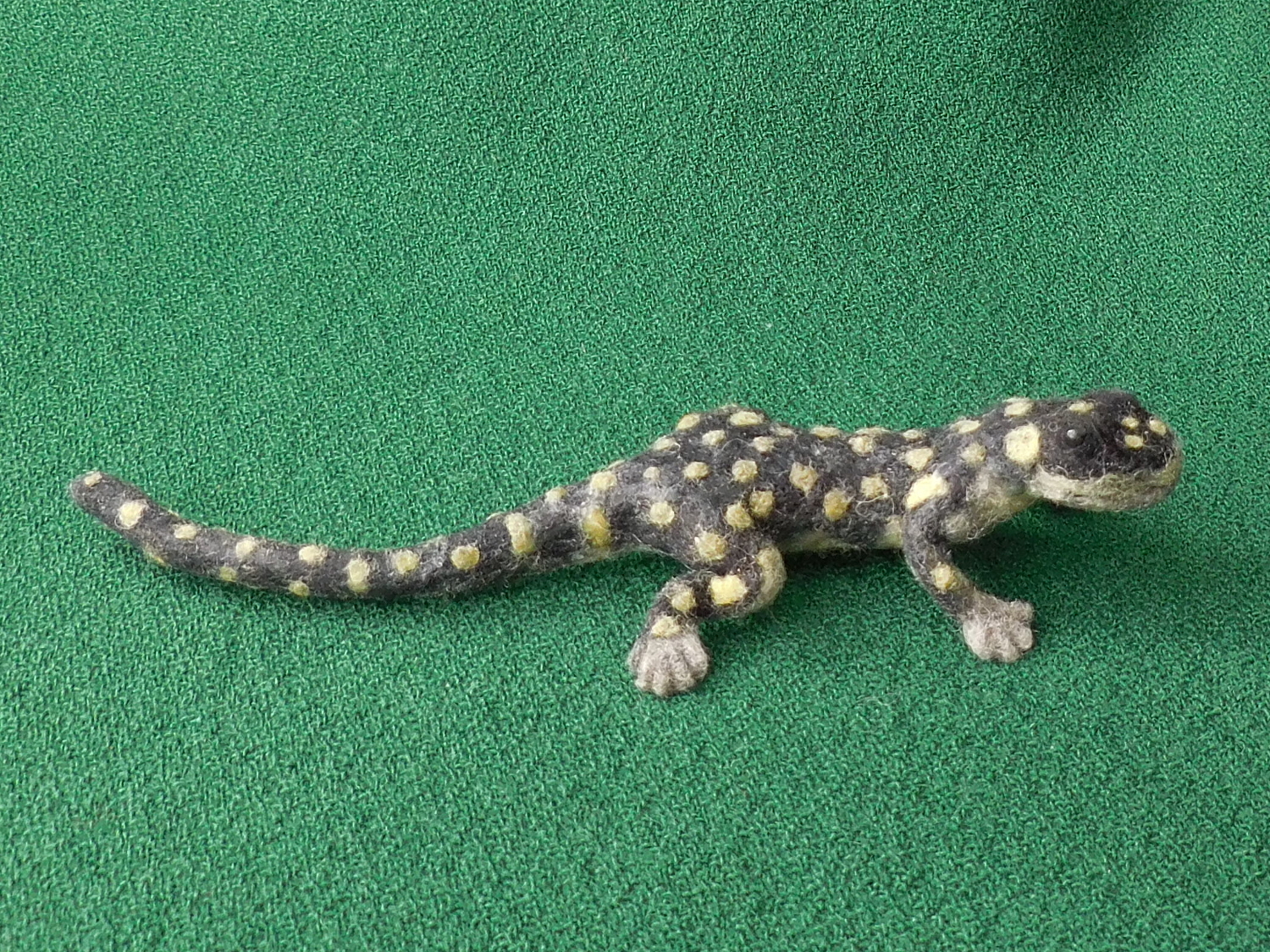 California Tiger Salamander 4
