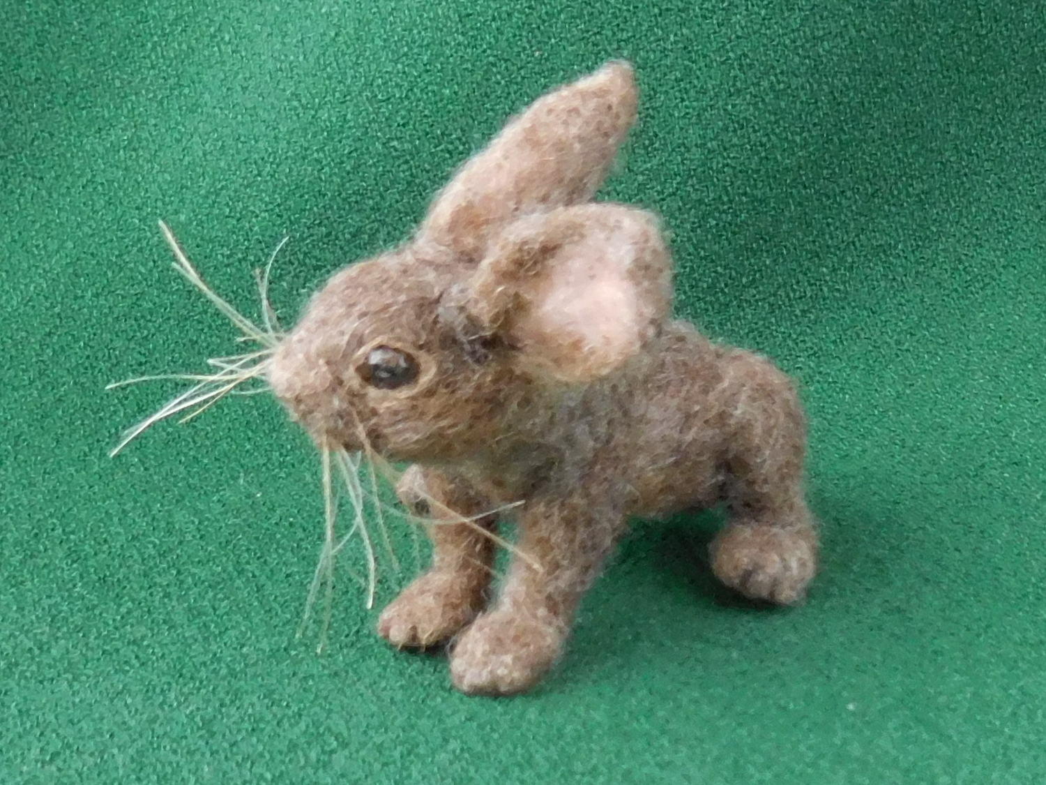 Hare – Baby “Buckie”
