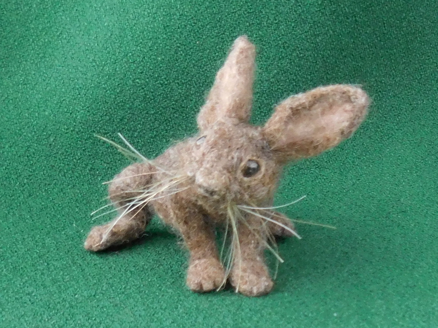 Hare – Baby “Buckie”