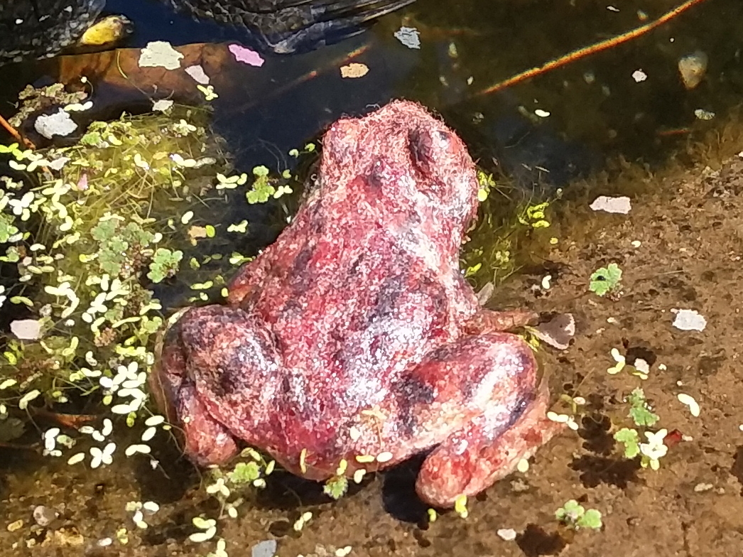 California Red-legged Frog 3