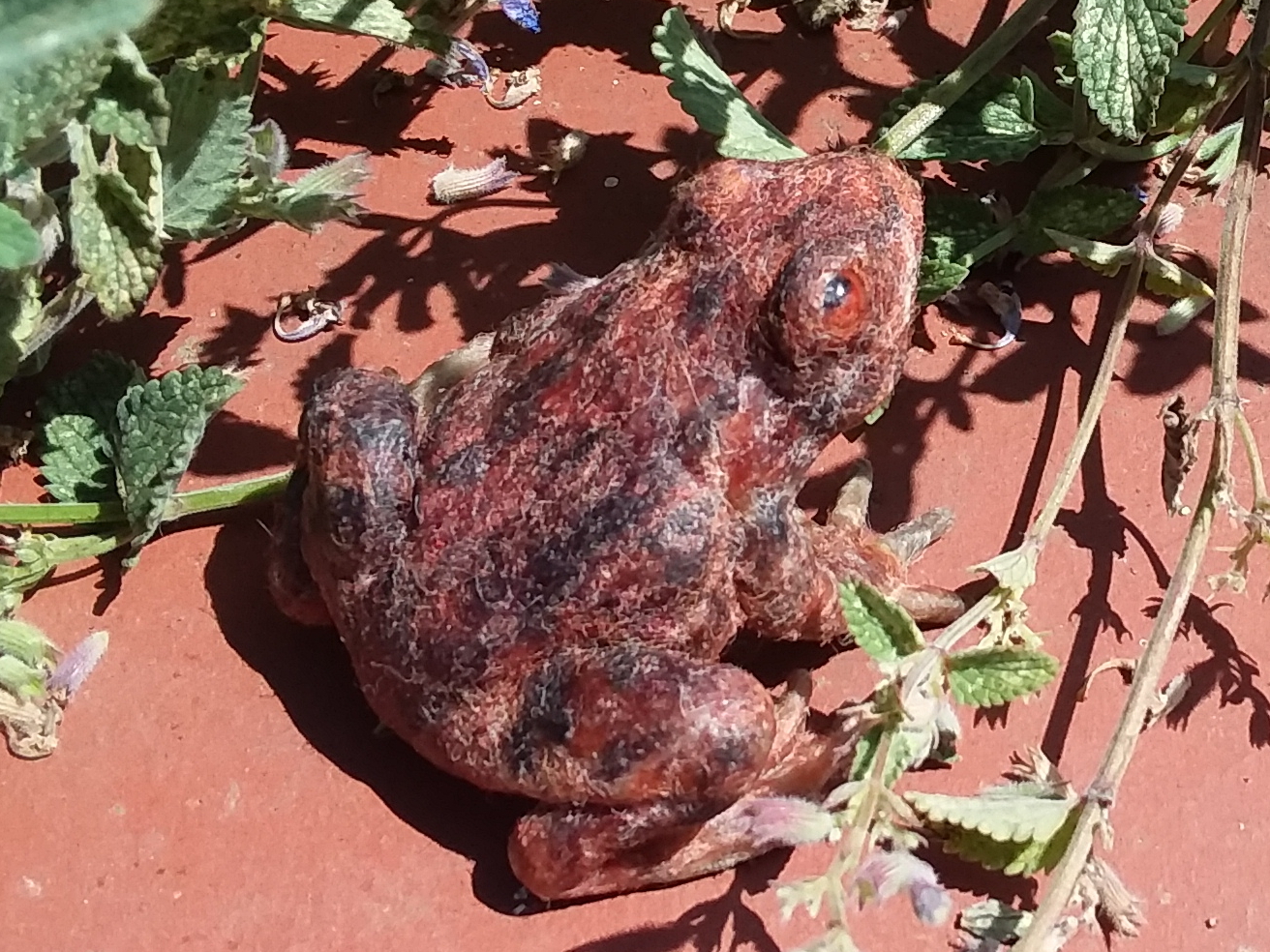 California Red-legged Frog 3