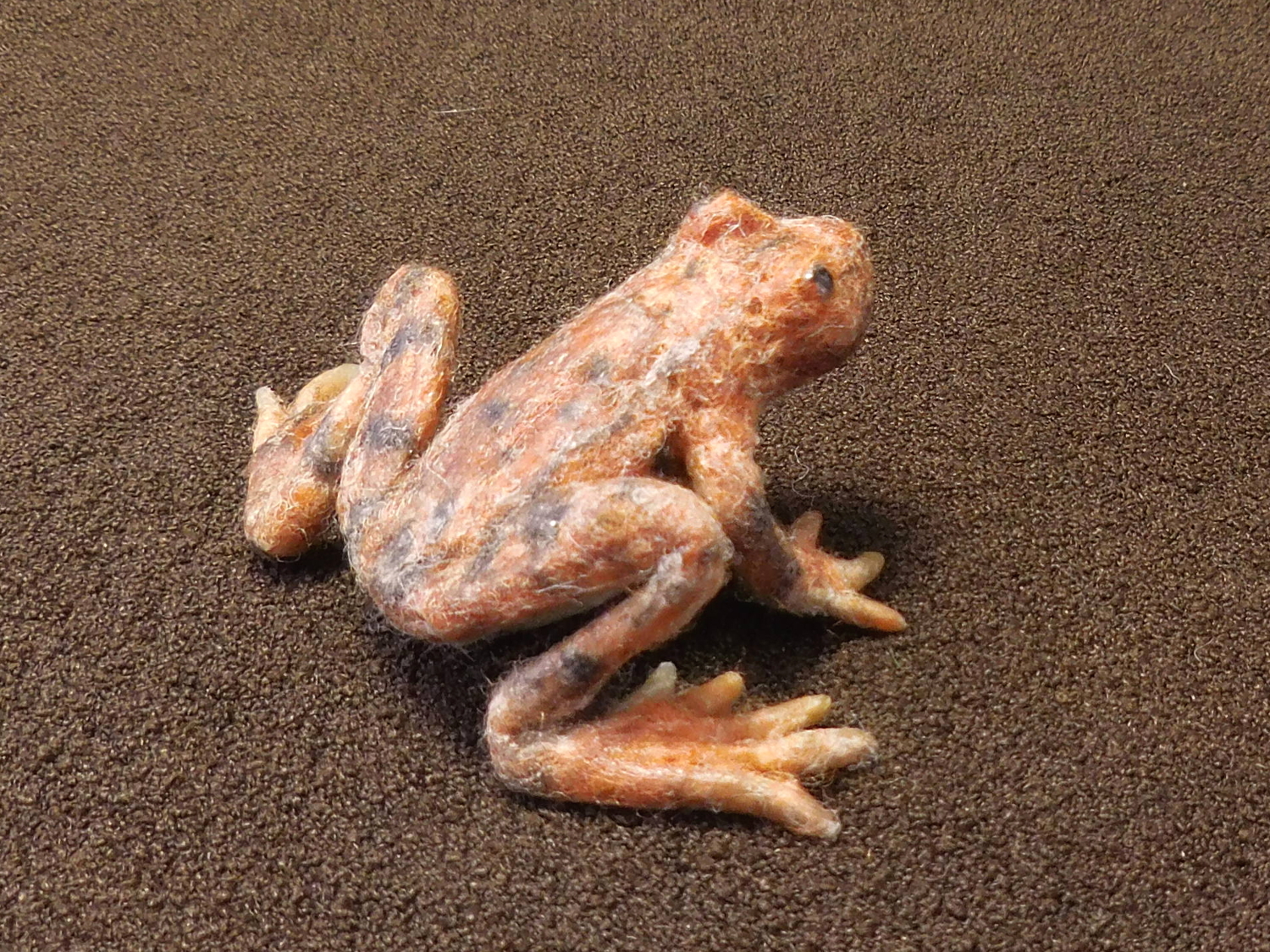 California Red-legged Frog 4