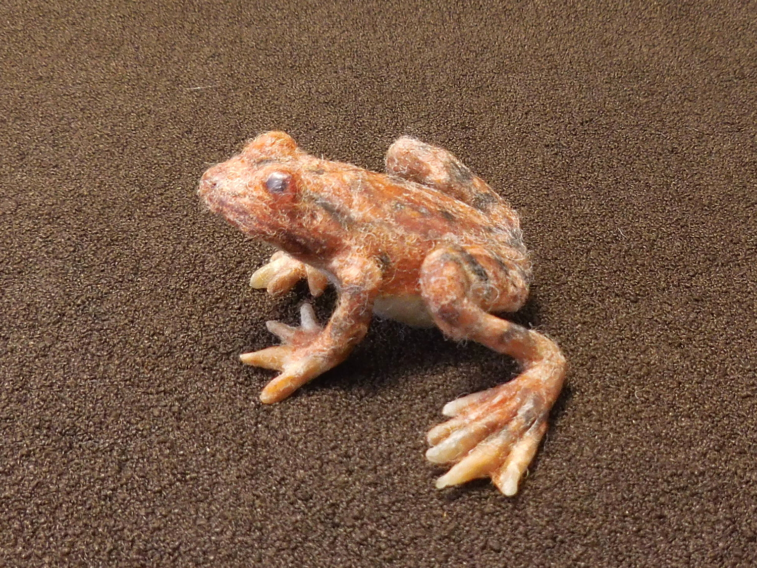 California Red-legged Frog 4