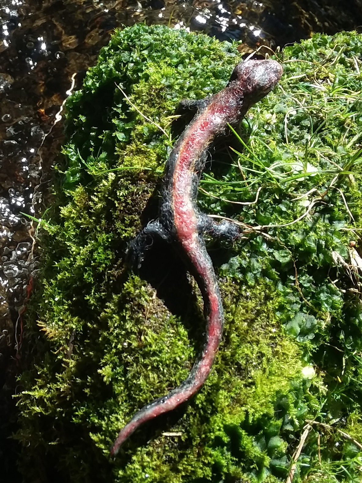 Western Redback Salamander