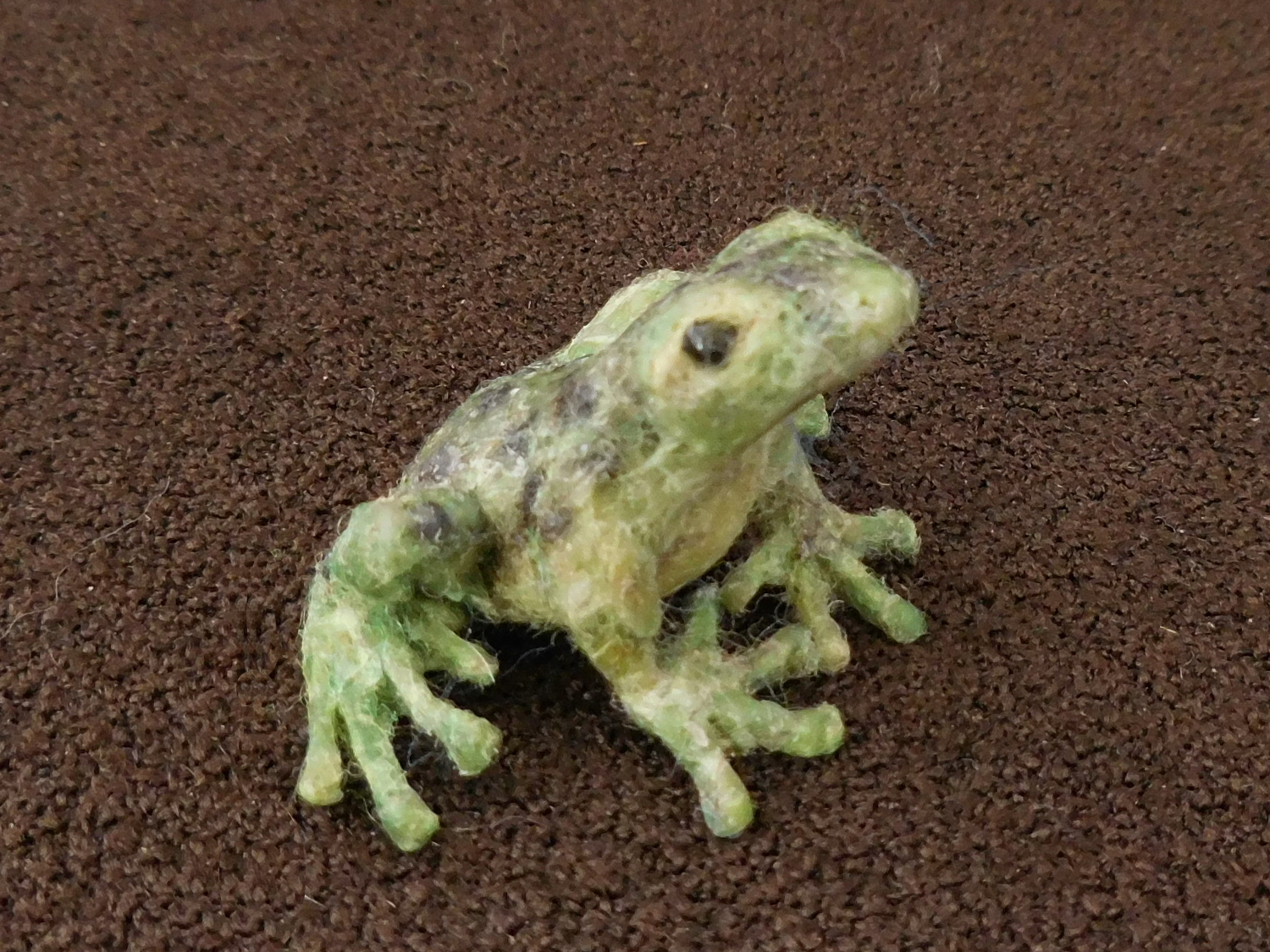 Isla Colon Strawberry Poison Dart Frog