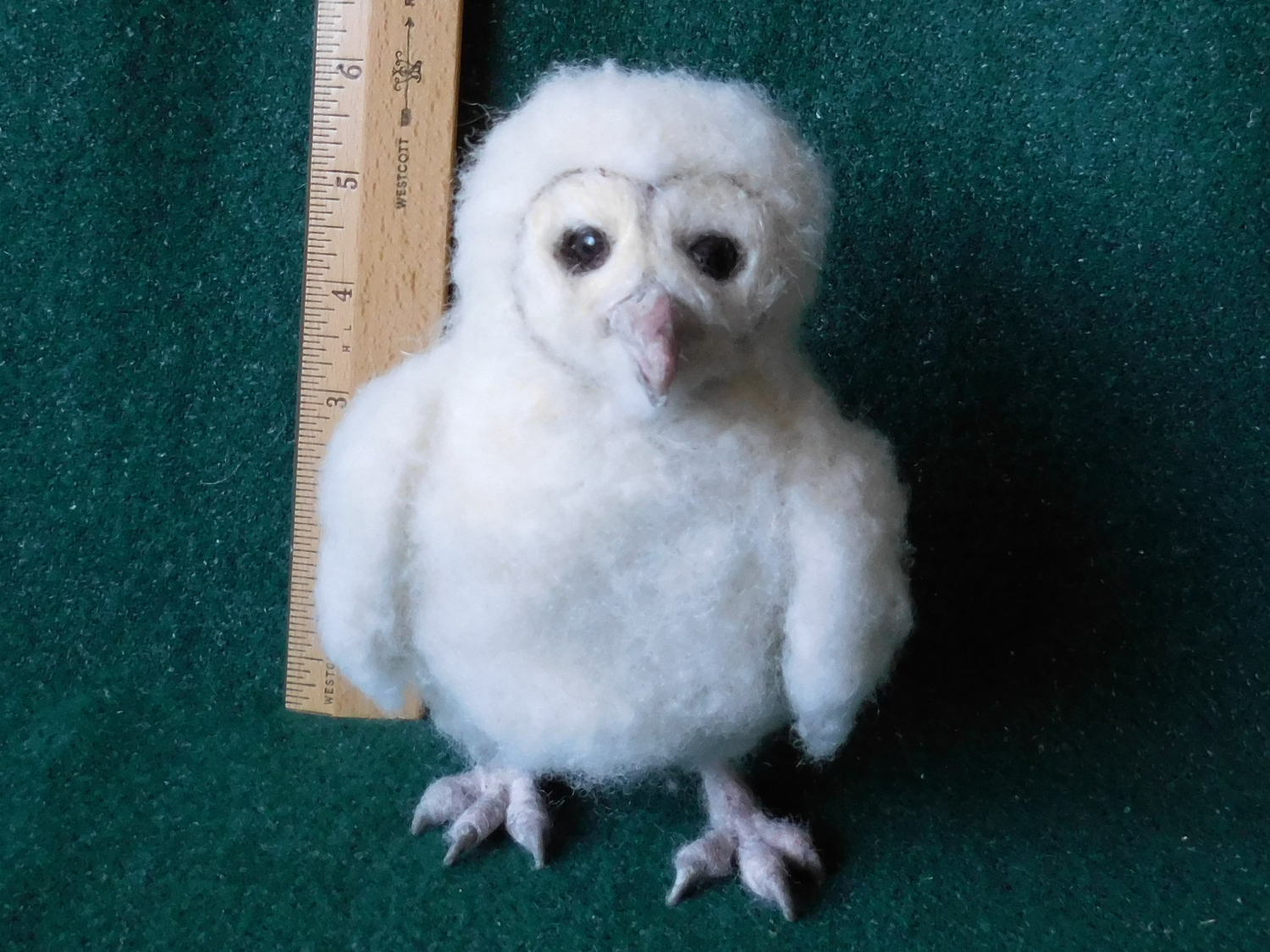 Barn Owlet