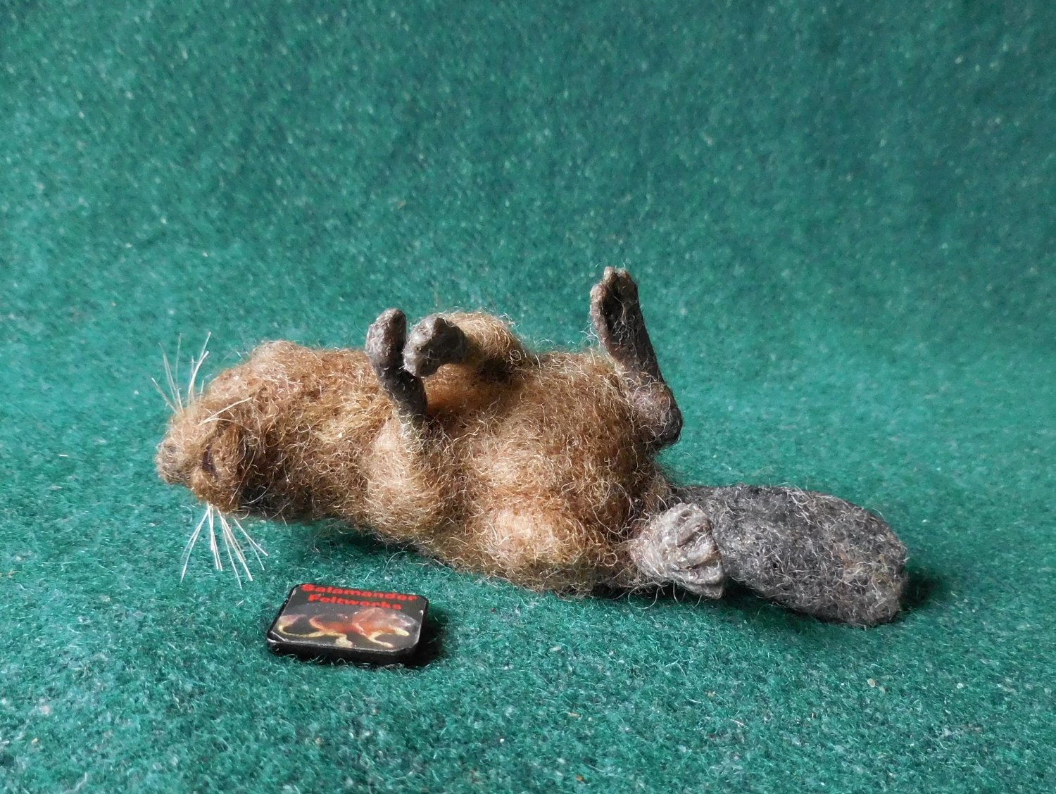 Beaver 4