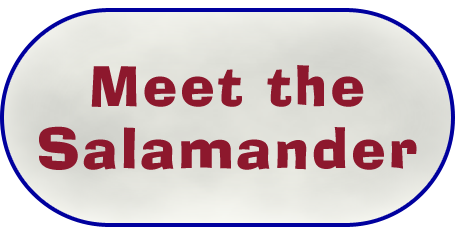 Meet the Salamander