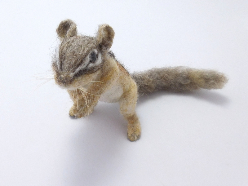 Chipmunk 24