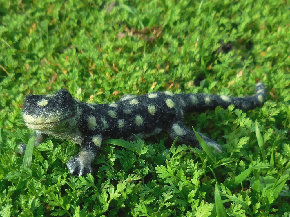 California Tiger Salamander 3