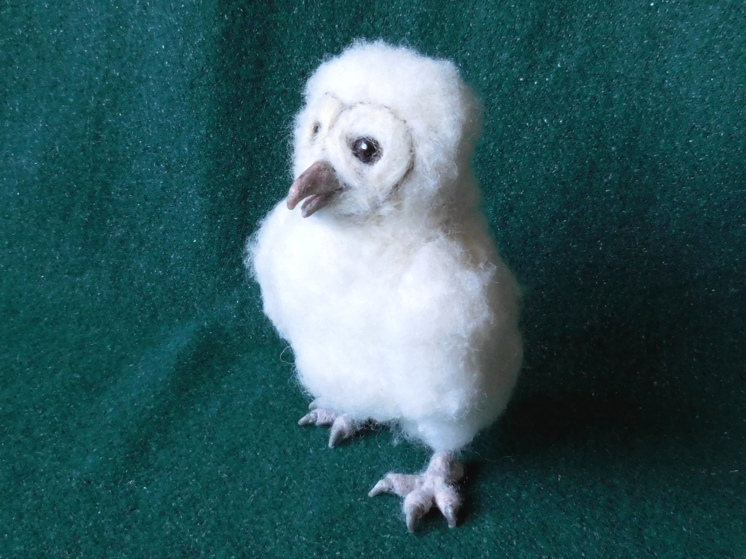 Barn Owlet