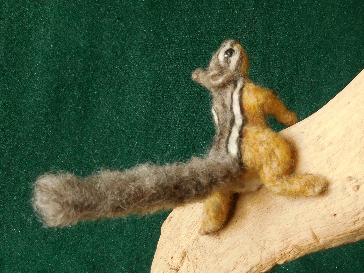 Chipmunk 41